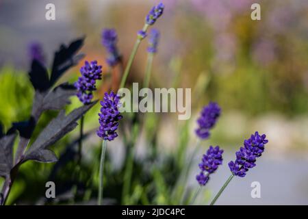 Labiatae / Lamiaceae Lavandula angustifolia, Lavender `Hidcote` blüht in Bristol, Großbritannien Stockfoto